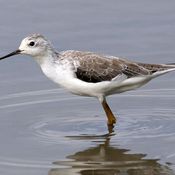 Marsh Sandpiper